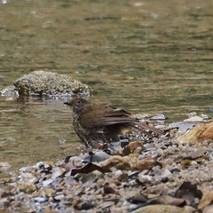 Rubigula erythropthalmos