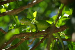 Iguana delicatissima