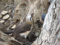 Turdoides gymnogenys