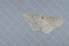 Cyclophora pendulinaria