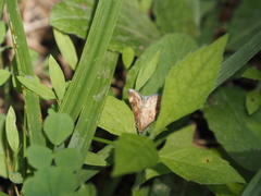 Pyrausta homonymalis