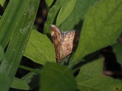Pyrausta homonymalis