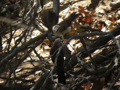 Turdoides gymnogenys