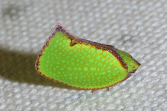 Salurnis marginella