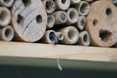 Chelostoma florisomne