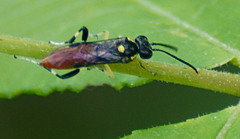 Macrophya pulchella