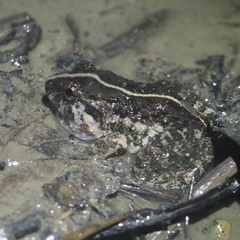 Limnonectes macrognathus