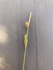 Carex mendocinensis