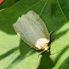 Zelotherses paleana