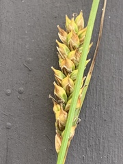 Carex mendocinensis
