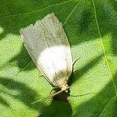 Zelotherses paleana