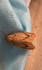Barsine striata