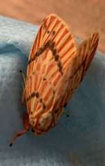Barsine striata