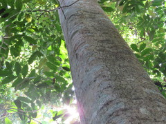 Cecropia sciadophylla