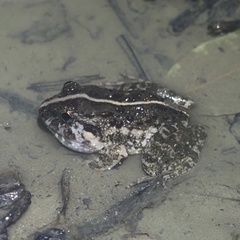 Limnonectes macrognathus