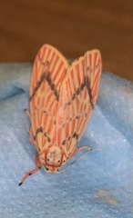 Barsine striata