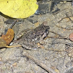 Limnonectes macrognathus