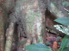 Cecropia sciadophylla