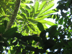 Cecropia sciadophylla