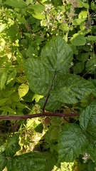 Rubus condensatus
