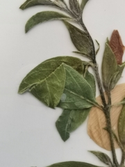Barleria quadriloba