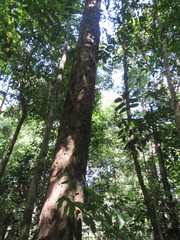 Tetragastris altissima