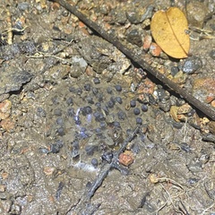 Limnonectes macrognathus