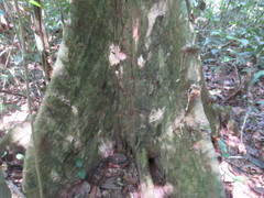 Tetragastris altissima