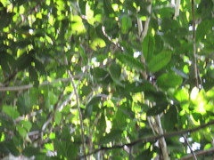 Tetragastris altissima