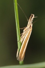 Pleurota aristella