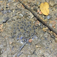 Limnonectes macrognathus