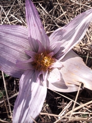 Colchicum melanthoides