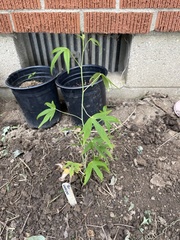 Delphinium exaltatum