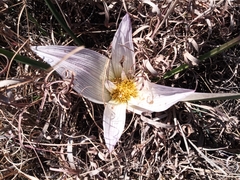 Colchicum melanthoides