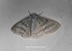 Lomographa platyleucata