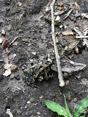 Incilius coccifer