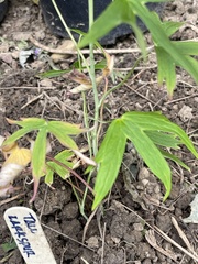 Delphinium exaltatum