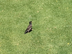 Acridotheres tristis