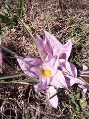 Colchicum melanthoides