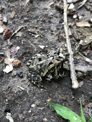 Incilius coccifer