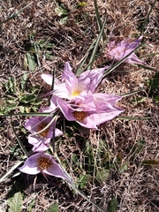 Colchicum melanthoides