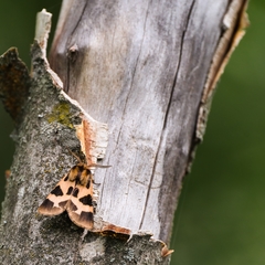 Watsonarctia deserta