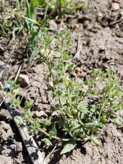 Veronica biloba