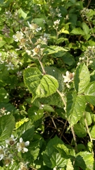 Rubus condensatus