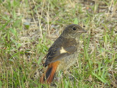 Phoenicurus auroreus