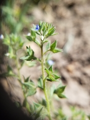 Veronica biloba