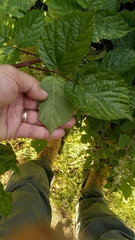 Rubus condensatus