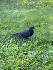 Columba livia