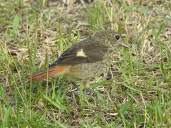 Phoenicurus auroreus