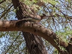 Streptopelia senegalensis